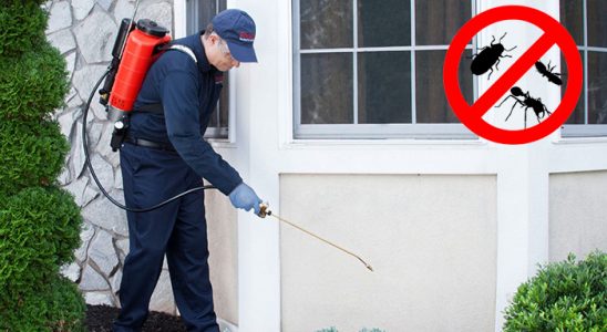 Tire Kene İlaçlama böcek ilaçlama ve haşere kontrolü — ilaclama-tr.com